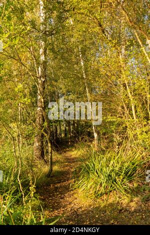 Schöne sonnenbeleuchtete silberne Birken durch Weg in der Dämmerung Zu Beginn des Herbstes Stockfoto