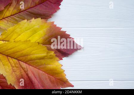 Rote Blätter der Jungferntrauben auf weißem Hintergrund mit Platz für Text. Herbstposter. Stockfoto