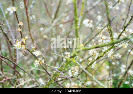 Schlehdornstrauch (Prunus Spinosa) Blüht mit weißen Blüten und mit Moos bedeckten Ästen Stockfoto