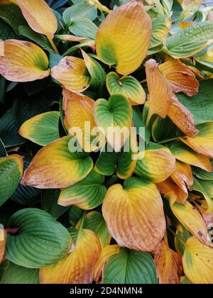 Nahaufnahme von bunten Anthurium-Blättern Stockfoto