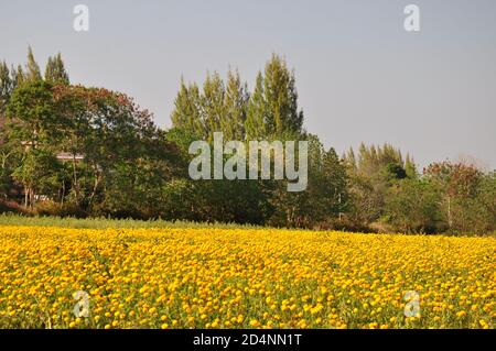 Ein Feld aus gelben und goldenen Ringelblumen vor dem Hintergrund von Pappelbäumen und einem lebhaften blauen Himmel. Stockfoto