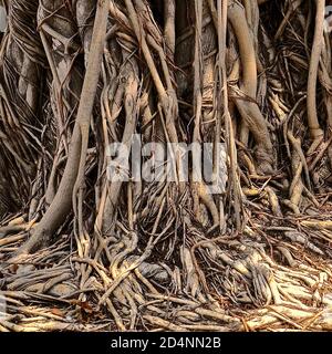 Nahaufnahme des komplexen Wurzelsystems eines asiatischen Banyan-Baumes. Die Wurzeln und der Stamm bilden eine ausgedehnte, verflochtene Masse aus verwickelnden Wurzeln und Ästen. Stockfoto