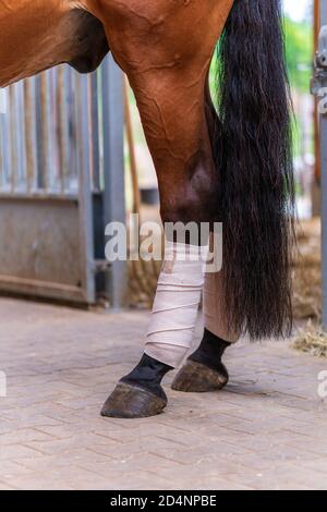 Nahaufnahme von Pferdebeinen mit weißen Bandagen in einem Stall. Konzepte der Pferdepflege, Wettkampfvorbereitung im Dressurreiten, medizinische Behandlung. Stockfoto