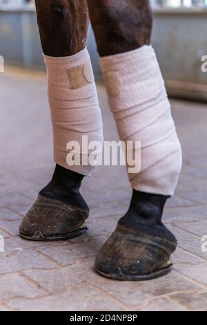 Nahaufnahme von Pferdebeinen mit weißen Bandagen in einem Stall. Konzepte der Pferdepflege, Wettkampfvorbereitung im Dressurreiten, medizinische Behandlung. Stockfoto