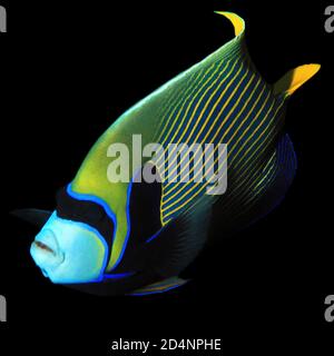 Kaiser Angelfisch (Pomacanthus Imperator) auf schwarzem Hintergrund. Nusa Penida, Bali, Indonesien Stockfoto