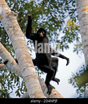 Peruanischer Spinnenaffe (Ateles chamek, alias Black-Faced Black Spider Affe), der von einem Baum abzieht. Tambopata, Amazonas Regenwald, Peru Stockfoto