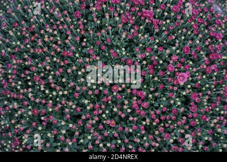 Chrysanthemen Knospen in violetter Farbe geeignet als Hintergrund oder saisonale Vorlage. Symbolisch in Europa als Pflanze für Allerheiligen. Stockfoto