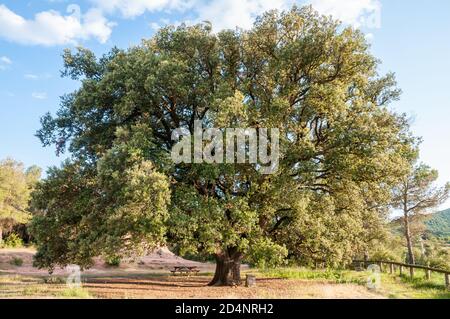 holly Eiche, Quercus ilex, Katalonien, Spanien Stockfoto