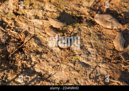 eichelwurzeln, Steineiche, Quercus ilex, Katalonien, Spanien Stockfoto