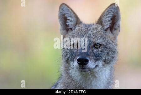 Nahaufnahme eines goldenen Jackals, der die Kamera ansieht Stockfoto