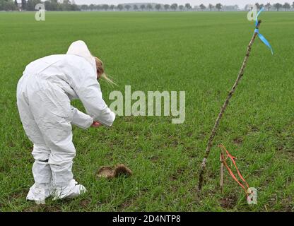 Bleyen, Deutschland. Oktober 2020. Ein Tierarzt fotografiert die Entdeckung eines Wildschweinkadaver im Kerngebiet der Afrikanischen Schweinepest. Nach dem offiziell bestätigten Ausbruch der Afrikanischen Schweinepest bei Wildschweinen in Märkisch-Oderland werden weitere Maßnahmen ergriffen, um die Ausbreitung der Seuche zu verhindern. Quelle: Bernd Settnik/dpa-Zentralbild/dpa/Alamy Live News Stockfoto