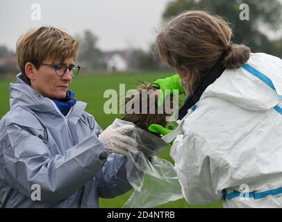 Bleyen, Deutschland. Oktober 2020. Tierärzte sichern sich die Entdeckung eines Wildschweinkadaver im Kerngebiet der Afrikanischen Schweinepest. Nach dem offiziell bestätigten Ausbruch der Afrikanischen Schweinepest bei Wildschweinen in Märkisch-Oderland werden weitere Maßnahmen zur Verhinderung der Ausbreitung der Seuche ergriffen. Quelle: Bernd Settnik/dpa-Zentralbild/dpa/Alamy Live News Stockfoto