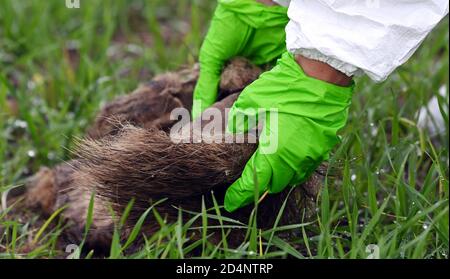 Bleyen, Deutschland. Oktober 2020. Ein Tierarzt untersucht die Entdeckung eines Wildschweinkadaver im Kerngebiet der Afrikanischen Schweinepest. Nach dem offiziell bestätigten Ausbruch der Afrikanischen Schweinepest bei Wildschweinen in Märkisch-Oderland werden weitere Maßnahmen zur Verhinderung der Ausbreitung der Seuche ergriffen. Quelle: Bernd Settnik/dpa-Zentralbild/dpa/Alamy Live News Stockfoto