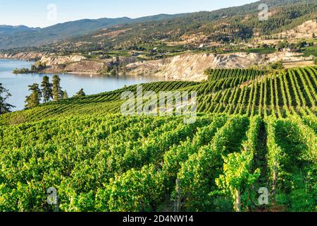 Okanagan Weinland in Westkanada, British Columbia. Querformat Stockfoto
