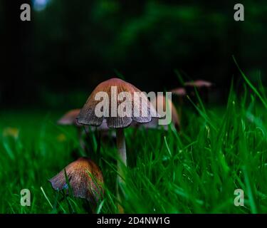 Nahaufnahme einer kleinen und größeren Common Ink Kappe Im Gras Stockfoto