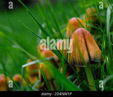 Nahaufnahme eines Mica Cap Pilzbeckens im Gras Stockfoto