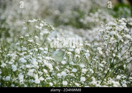 Gypsophila paniculata Blume Stockfoto