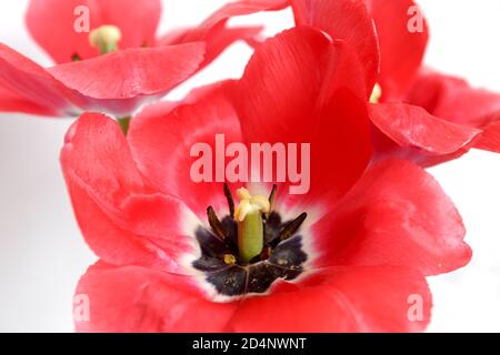 Große rote Tulpen. Öffnen Sie die Blütenblätter einer Tulpe mit Stistillen und schwarzen Anthern auf weißem Hintergrund Stockfoto