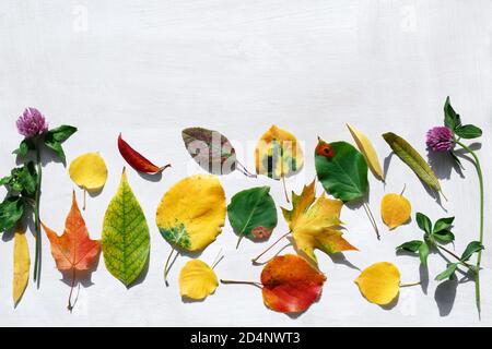 Sammlung von Herbstblättern. Set aus gelben, orangen und roten Blättern isoliert auf weißem Hintergrund. Herbarium, Botanik. Herbarium von Blättern von verschiedenen Stockfoto