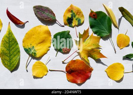 Set aus gelben, orangen und roten Blättern isoliert auf weißem Hintergrund. Herbarium, Botanik. Herbarium der Blätter verschiedener Baumarten, die in irgendwelchen angelegt sind Stockfoto