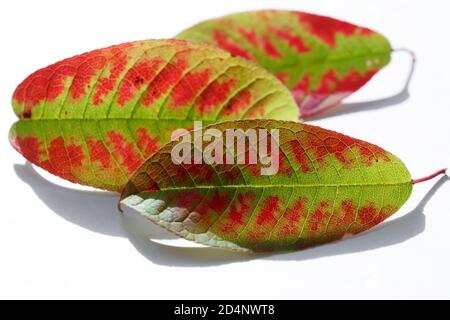 Grün gefallene Blätter mit roten Flecken liegen auf weißem Hintergrund. Drei herbstlich bunte Blätter aus nächster Nähe. Dekoration in der Herbstsaison Stockfoto