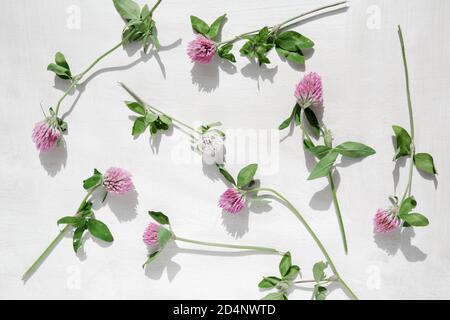 Rosa Klee. Kleeblätter auf grünen Stielen mit Blättern sind auf einer weißen Holzfläche verstreut Stockfoto