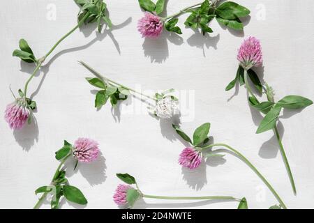 Nahaufnahme mit rosa Kleeblatt. Kleeblüten auf grünen Stielen mit Blättern sind auf der weißen Holzfläche verstreut Stockfoto