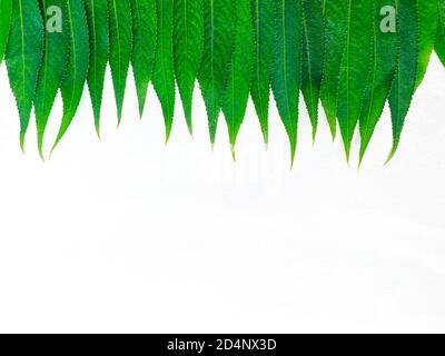 Weidenblatt. Eng anliegende Weidenblätter auf weißem Hintergrund mit Platz für Text Stockfoto