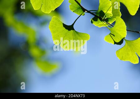 Nahaufnahme: Grüne Blätter von Ginkgo biloba gegen den blauen Himmel Stockfoto