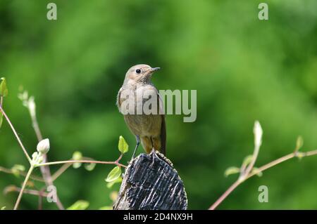 Rottanz (Phoenicurus) auf einem Stück Holz Stockfoto