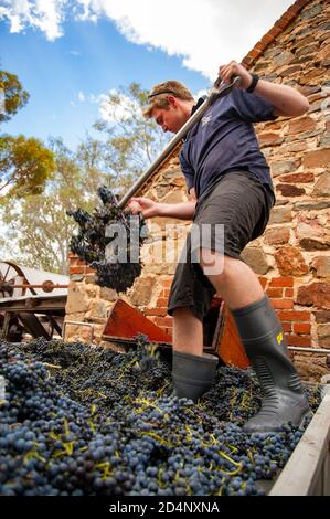 Barossa Valley, South Australia / Australien - 13. März 2013: Ein Arbeiter schaufelt frisch geerntete Rotweintrauben vom LKW in den Schieß zum Brecher Stockfoto