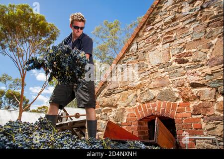 Barossa Valley, South Australia / Australien - 13. März 2013: Ein Arbeiter schaufelt frisch geerntete Rotweintrauben vom LKW in den Schieß zum Brecher Stockfoto