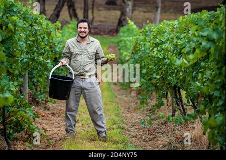 Australisch/argentinischer Winzer und Weinbauer pflückt Chardonnay-Trauben auf seinem Weinberg In Lenswood die Adelaide Hills von South Australia Stockfoto