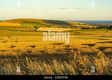 Spätsommer im South Downs National Park - Blick vom Monarch's Way nördlich des Cissbury Ring nach Steep Down, West Sussex, Großbritannien. Stockfoto