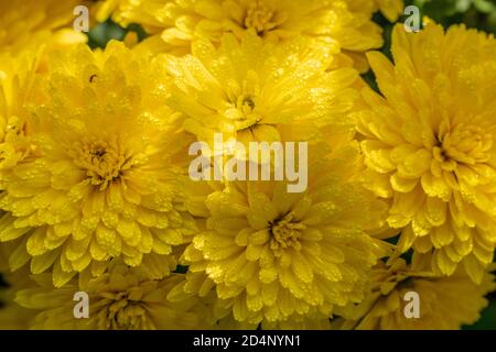 Nahaufnahme der gelben chrysanthen im Garten Stockfoto