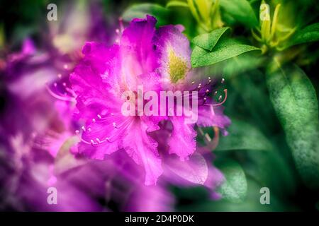 Schöne Fuchsia Rhododendron Blume. Selektiver Fokus und Hintergrundunschärfe. Frühling und Sommer Blumen für Tapeten Stockfoto