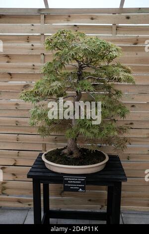 Walbrzych, Polen - 18. Juli 2020: Der Bonsai-Baum, Acer palmatum 'Seygen' (Palmahorn) 80 Jahre alt. Aufrechte, unregelmäßige Ausführung Stockfoto