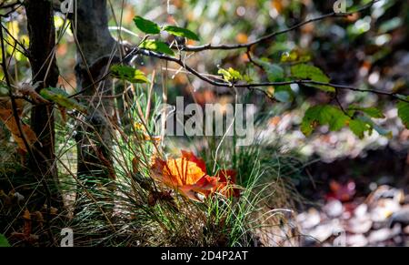 Waldboden im Herbst -braun trocken Blatt auf ein gefallen Kleiner Grasklumpen Stockfoto