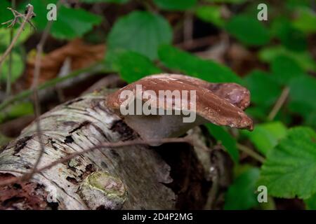 Pilzbild wurde im Wald namens donkere duinen in den niederlanden aufgenommen. Stockfoto