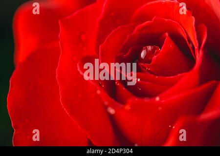 Nahaufnahme einer roten Rose, die mit Morgentau bedeckt ist Stockfoto