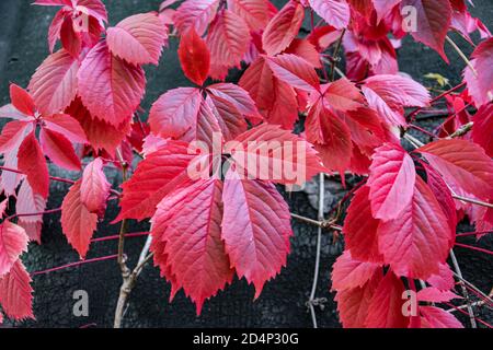 Hintergrund der bunten wilden Traube Herbstblätter. Stockfoto