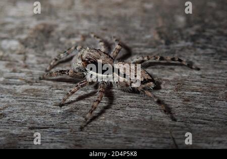 Springende Spinne getarnt auf Baum, Nobres, Brasilien Stockfoto