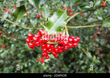 Festliche, aber giftige leuchtend rote Holly-Beeren (Ilex aquifolium) Stockfoto