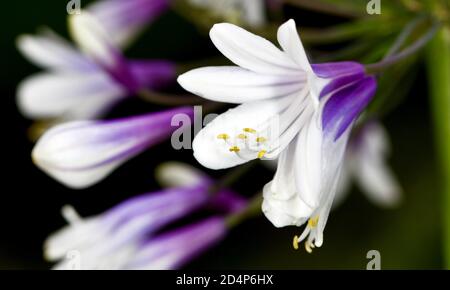 Agapanthus africanus 'Twister' Stockfoto