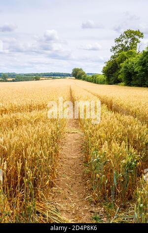 Traktorenbahnen in einem Feld von goldenem, reifem Weizen in Ackerland in Great Bedwyn bei Marlborough, Wiltshire, Südengland, im Sommer Stockfoto