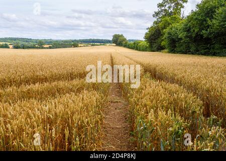 Traktorenbahnen in einem Feld von goldenem, reifem Weizen in Ackerland in Great Bedwyn bei Marlborough, Wiltshire, Südengland, im Sommer Stockfoto
