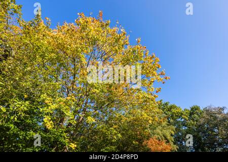 Goldgelbe Blätter in Herbstfarben in der Krone eines Platanenbaums (Acer pseudoplatanus) an einem sonnigen Tag mit einem klaren blauen Himmel, Surrey, SE England Stockfoto