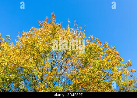 Goldgelbe Blätter in Herbstfarben in der Krone eines Platanenbaums (Acer pseudoplatanus) an einem sonnigen Tag mit einem klaren blauen Himmel, Surrey, SE England Stockfoto
