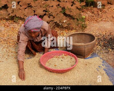 Frau pflückt über Reis, Seam Reap, Kambodscha Stockfoto