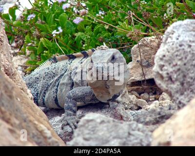 Leguan auf den Felsen sitzend Stockfoto